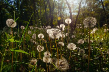 Beyaz yaşlı karahindibalar güneş altında çayırda, gün batımında
