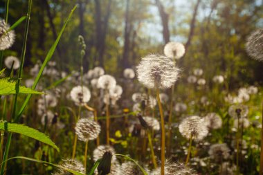 Beyaz yaşlı karahindibalar güneş altında çayırda, gün batımında