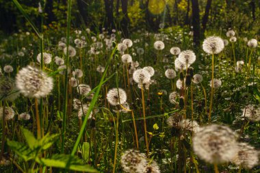 Beyaz yaşlı karahindibalar güneş altında çayırda, gün batımında