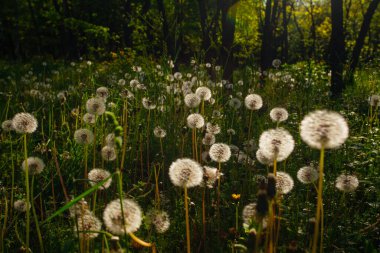 Beyaz yaşlı karahindibalar güneş altında çayırda, gün batımında