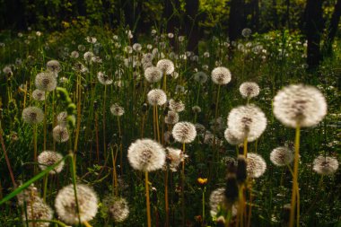 Beyaz yaşlı karahindibalar güneş altında çayırda, gün batımında
