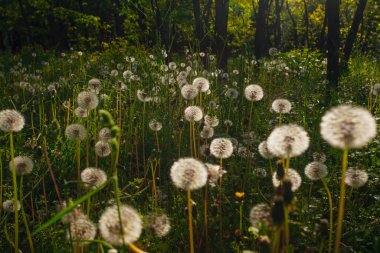 Beyaz yaşlı karahindibalar güneş altında çayırda, gün batımında