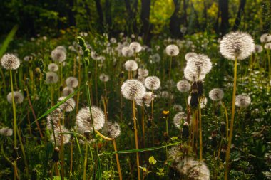 Beyaz yaşlı karahindibalar güneş altında çayırda, gün batımında