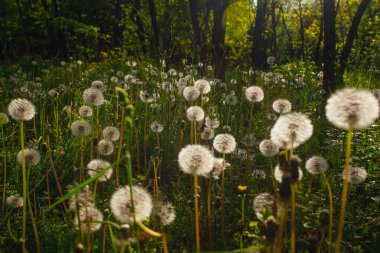 Beyaz yaşlı karahindibalar güneş altında çayırda, gün batımında