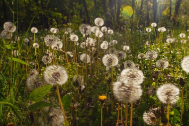 Beyaz yaşlı karahindibalar güneş altında çayırda, gün batımında