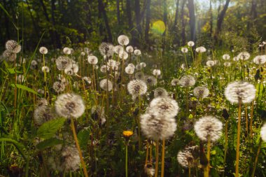 Beyaz yaşlı karahindibalar güneş altında çayırda, gün batımında