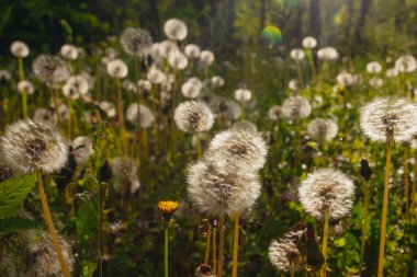 Beyaz yaşlı karahindibalar güneş altında çayırda, gün batımında
