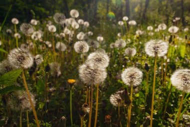 Beyaz yaşlı karahindibalar güneş altında çayırda, gün batımında