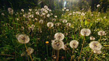 Beyaz yaşlı karahindibalar güneş altında çayırda, gün batımında