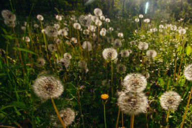 Beyaz yaşlı karahindibalar güneş altında çayırda, gün batımında
