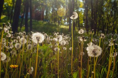 Beyaz yaşlı karahindibalar güneş altında çayırda, gün batımında