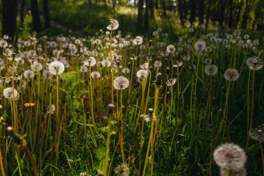 Beyaz yaşlı karahindibalar güneş altında çayırda, gün batımında