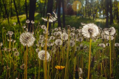 Beyaz yaşlı karahindibalar güneş altında çayırda, gün batımında