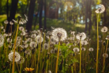 Beyaz yaşlı karahindibalar güneş altında çayırda, gün batımında