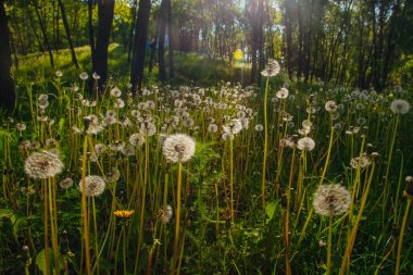 Beyaz yaşlı karahindibalar güneş altında çayırda, gün batımında
