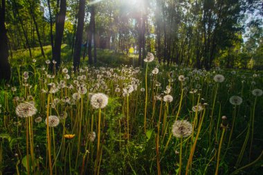 Beyaz yaşlı karahindibalar güneş altında çayırda, gün batımında