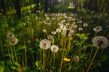 Beyaz yaşlı karahindibalar güneş altında çayırda, gün batımında