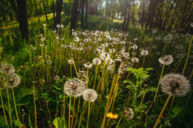 Beyaz yaşlı karahindibalar güneş altında çayırda, gün batımında