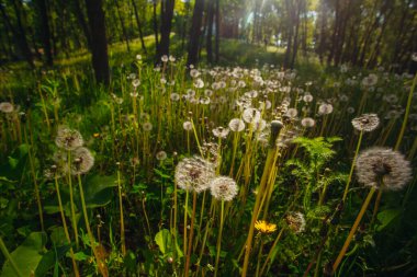 Beyaz yaşlı karahindibalar güneş altında çayırda, gün batımında