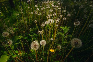 Beyaz yaşlı karahindibalar güneş altında çayırda, gün batımında