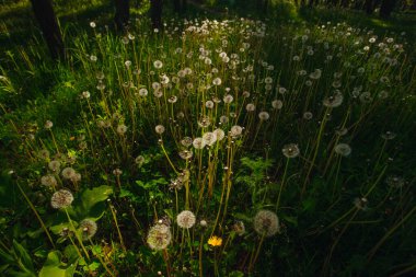 Beyaz yaşlı karahindibalar güneş altında çayırda, gün batımında