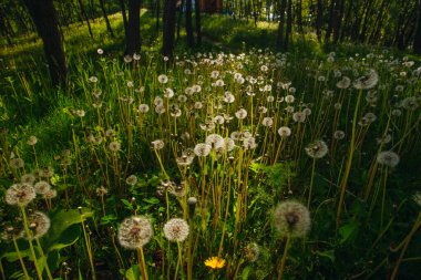 Beyaz yaşlı karahindibalar güneş altında çayırda, gün batımında