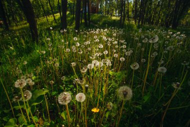Beyaz yaşlı karahindibalar güneş altında çayırda, gün batımında