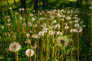 Beyaz yaşlı karahindibalar güneş altında çayırda, gün batımında
