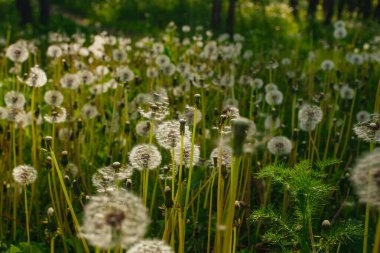 Beyaz yaşlı karahindibalar güneş altında çayırda, gün batımında