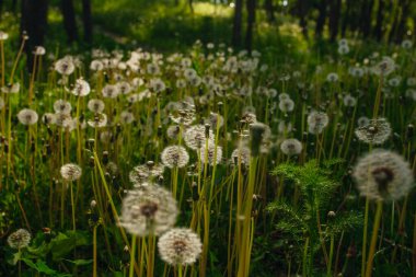 Beyaz yaşlı karahindibalar güneş altında çayırda, gün batımında