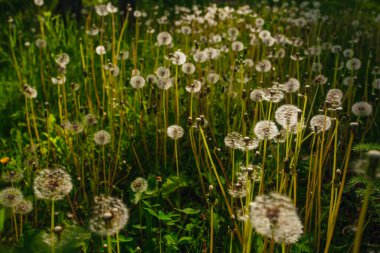 Beyaz yaşlı karahindibalar güneş altında çayırda, gün batımında