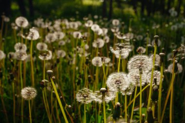 Beyaz yaşlı karahindibalar güneş altında çayırda, gün batımında