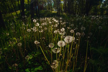 Beyaz yaşlı karahindibalar güneş altında çayırda, gün batımında