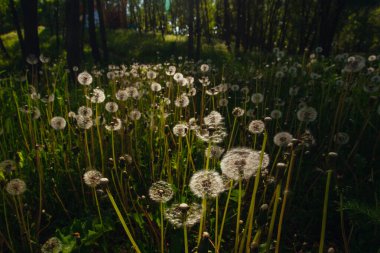 Beyaz yaşlı karahindibalar güneş altında çayırda, gün batımında