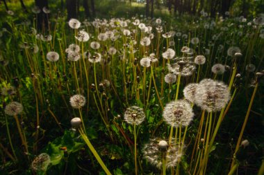 Beyaz yaşlı karahindibalar güneş altında çayırda, gün batımında