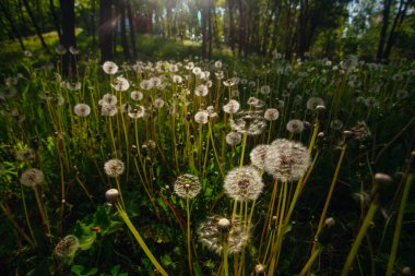 Beyaz yaşlı karahindibalar güneş altında çayırda, gün batımında