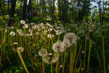 Beyaz yaşlı karahindibalar güneş altında çayırda, gün batımında