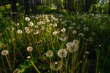 Beyaz yaşlı karahindibalar güneş altında çayırda, gün batımında