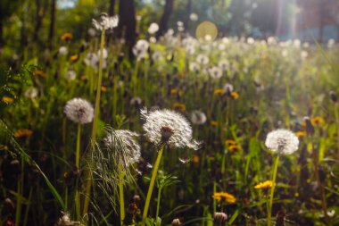 Beyaz yaşlı karahindibalar güneş altında çayırda, gün batımında