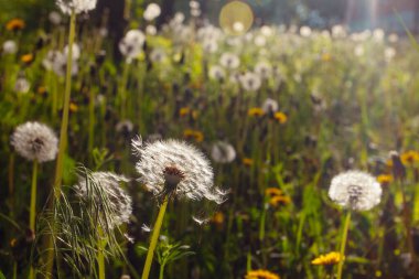 Beyaz yaşlı karahindibalar güneş altında çayırda, gün batımında