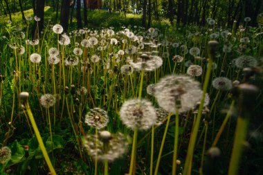 Beyaz yaşlı karahindibalar güneş altında çayırda, gün batımında