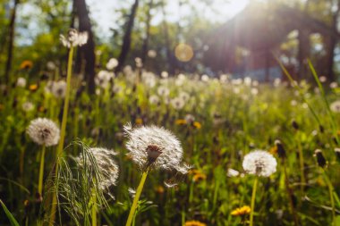 Beyaz yaşlı karahindibalar güneş altında çayırda, gün batımında