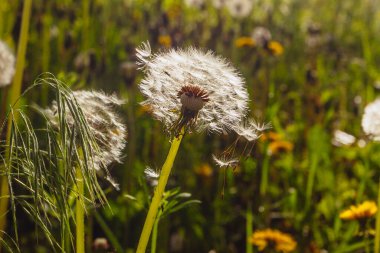 Beyaz yaşlı karahindibalar güneş altında çayırda, gün batımında