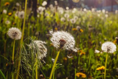 Beyaz yaşlı karahindibalar güneş altında çayırda, gün batımında