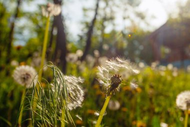 Beyaz yaşlı karahindibalar güneş altında çayırda, gün batımında