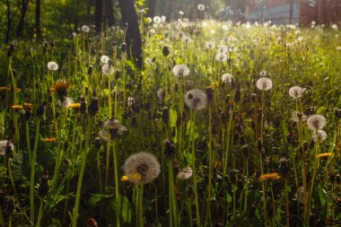 Beyaz yaşlı karahindibalar güneş altında çayırda, gün batımında