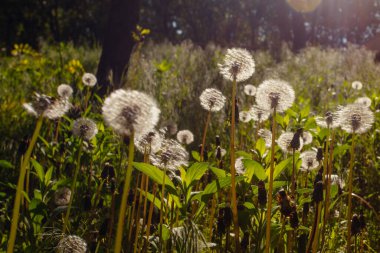 Beyaz yaşlı karahindibalar güneş altında çayırda, gün batımında