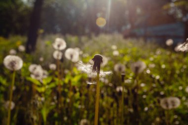 Beyaz yaşlı karahindibalar güneş altında çayırda, gün batımında