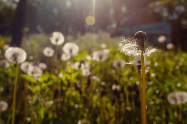 Beyaz yaşlı karahindibalar güneş altında çayırda, gün batımında