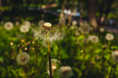 Beyaz yaşlı karahindibalar güneş altında çayırda, gün batımında